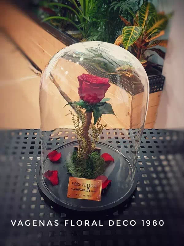 vagenas-forever-roses