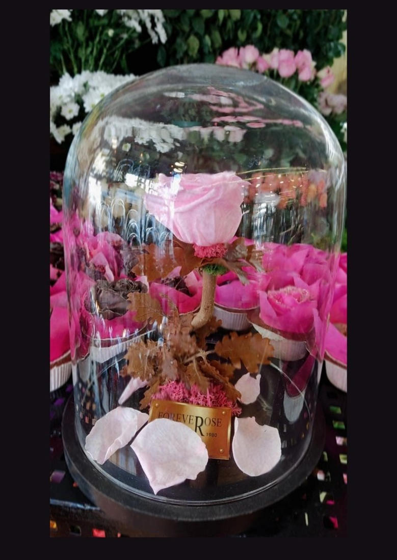 Forever Rose Ροζ