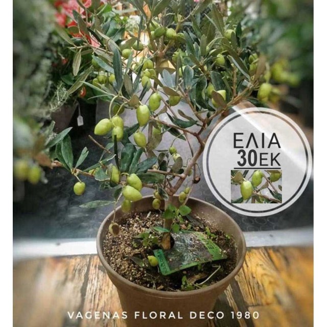 Ελιά 30 cm