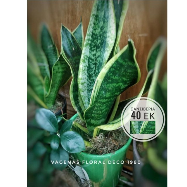 Σανσιβέρια 40 cm