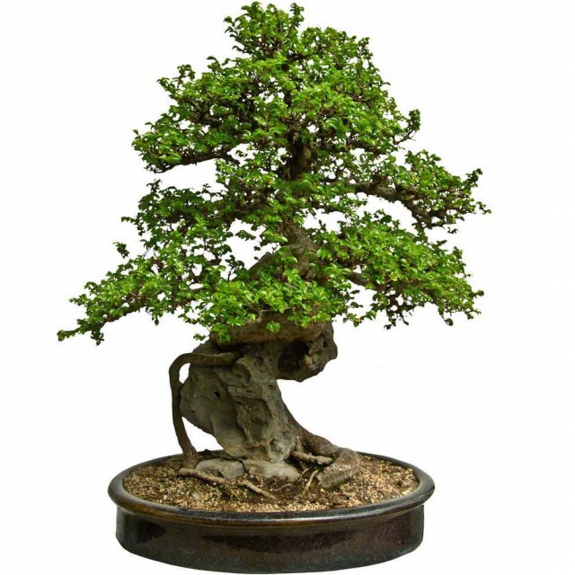 Bonsai 0.90 cm