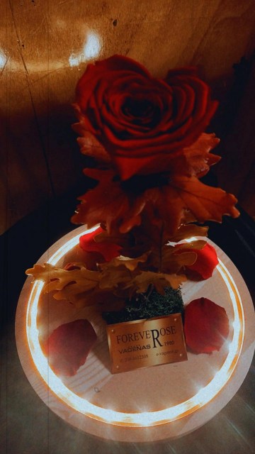 Forever Rose Red Heart Led Edition