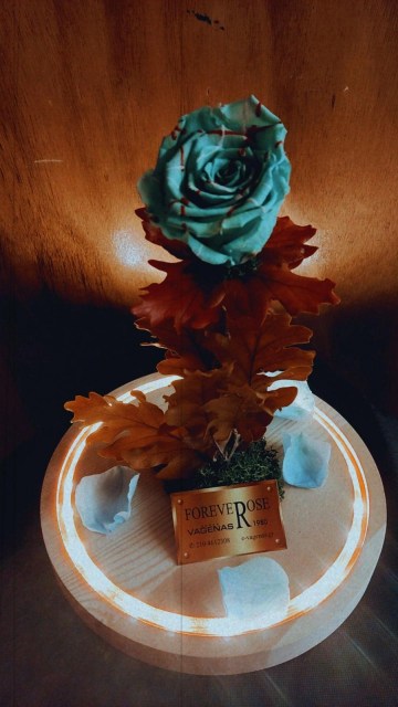 Forever Rose Galaxy Led Edition