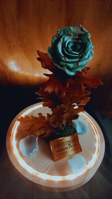 Forever Rose Galaxy Led Edition